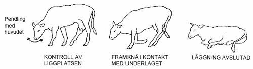 Nötkreaturs naturliga läggningsrörelse.